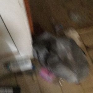 Meet your Posher, James